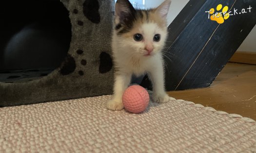 Katze Mücke (Foto by Tiereck.at - Lavanttaler Tierhilfe)