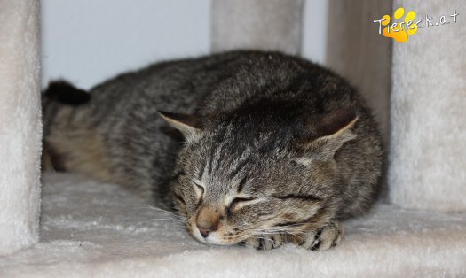 Katze Milo (Foto by Tiereck.at - Lavanttaler Tierhilfe)