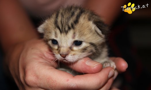 Katze Niklas (Foto by Tiereck.at - Lavanttaler Tierhilfe)