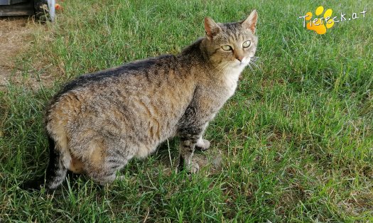 Katze Leonie (Foto by Tiereck.at - Lavanttaler Tierhilfe)