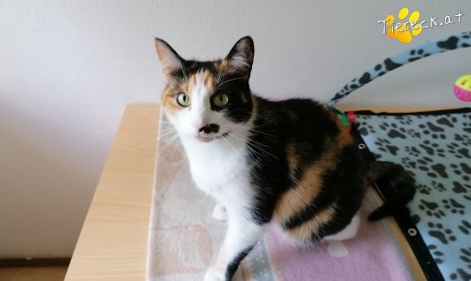 Katze Astrid (Foto by Tiereck.at - Lavanttaler Tierhilfe)