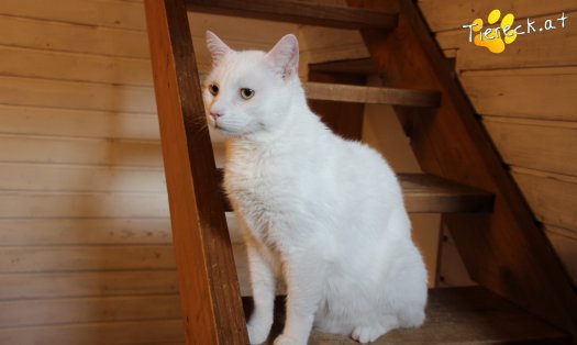 Katze Finley (Foto by Tiereck.at - Lavanttaler Tierhilfe)