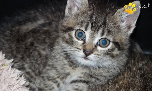 Katze Nelly (Foto by Tiereck.at - Lavanttaler Tierhilfe)