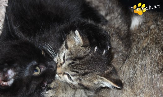 Katze Nelly (Foto by Tiereck.at - Lavanttaler Tierhilfe)