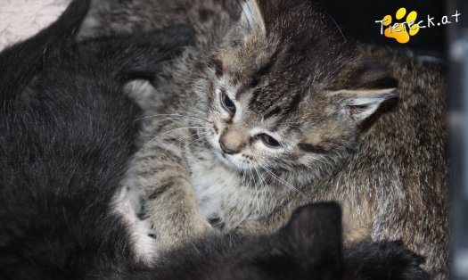 Katze Nelly (Foto by Tiereck.at - Lavanttaler Tierhilfe)