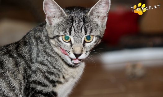 Katze Sassy (Foto by Tiereck.at - Lavanttaler Tierhilfe)