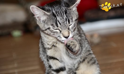 Katze Sassy (Foto by Tiereck.at - Lavanttaler Tierhilfe)