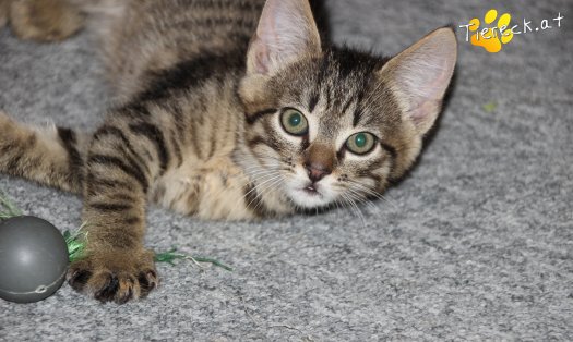 Katze Henry (Foto by Tiereck.at - Lavanttaler Tierhilfe)
