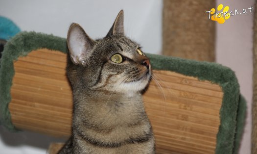 Katze Brave (Foto by Tiereck.at - Lavanttaler Tierhilfe)