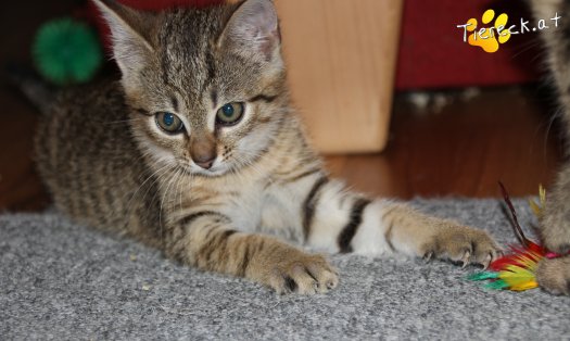 Katze Suri (Foto by Tiereck.at - Lavanttaler Tierhilfe)