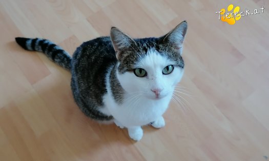 Katze Nico (Foto by Tiereck.at - Lavanttaler Tierhilfe)