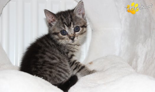 Katze Athos (Foto by Tiereck.at - Lavanttaler Tierhilfe)