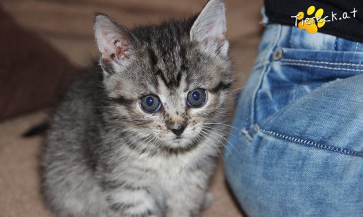 Katze Athos (Foto by Tiereck.at - Lavanttaler Tierhilfe)