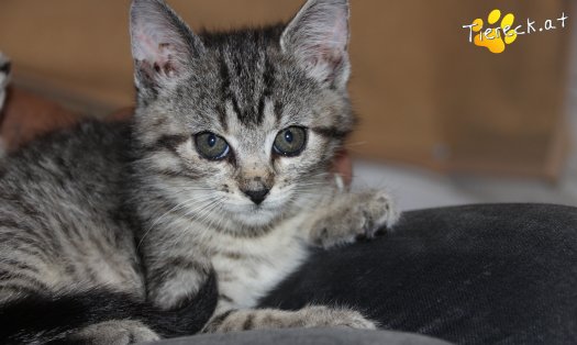 Katze Aramis (Foto by Tiereck.at - Lavanttaler Tierhilfe)