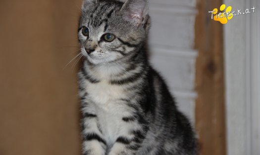 Katze Dakota (Foto by Tiereck.at - Lavanttaler Tierhilfe)