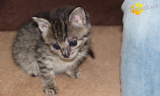 Katze Porthos (Foto by Tiereck.at - Lavanttaler Tierhilfe)