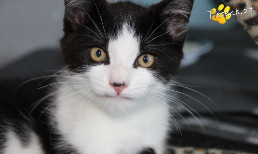Katze Linus (Foto by Tiereck.at - Lavanttaler Tierhilfe)