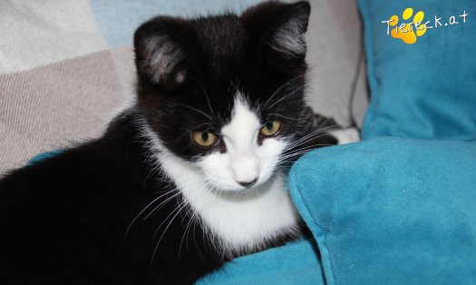 Katze Linus (Foto by Tiereck.at - Lavanttaler Tierhilfe)
