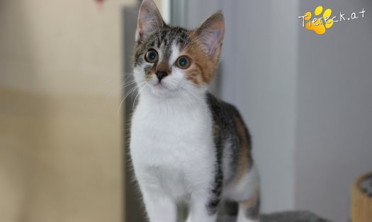 Katze Lia (Foto by Tiereck.at - Lavanttaler Tierhilfe)
