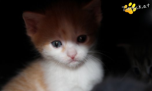 Katze Tobi (Foto by Tiereck.at - Lavanttaler Tierhilfe)