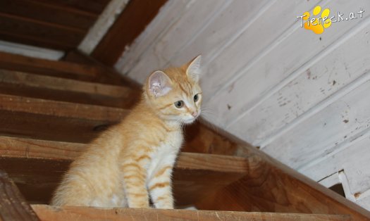 Katze Loui (Foto by Tiereck.at - Lavanttaler Tierhilfe)