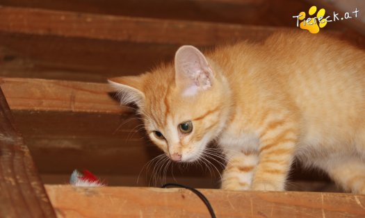 Katze Loui (Foto by Tiereck.at - Lavanttaler Tierhilfe)