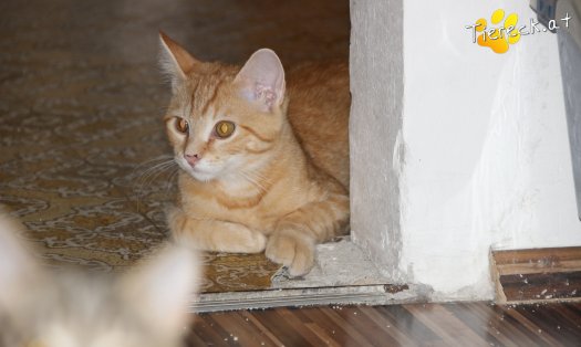 Katze Loui (Foto by Tiereck.at - Lavanttaler Tierhilfe)