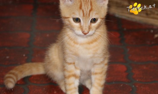 Katze Timo (Foto by Tiereck.at - Lavanttaler Tierhilfe)