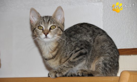 Katze Sina (Foto by Tiereck.at - Lavanttaler Tierhilfe)
