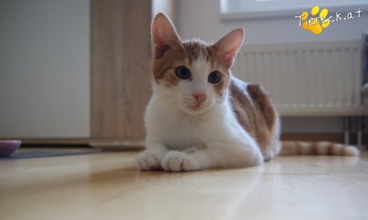 Katze Capper (Foto by Tiereck.at - Lavanttaler Tierhilfe)
