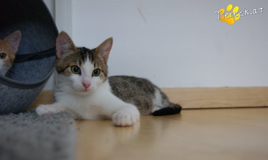 Katze Tobi (Foto by Tiereck.at - Lavanttaler Tierhilfe)