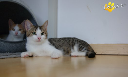 Katze Tobi (Foto by Tiereck.at - Lavanttaler Tierhilfe)