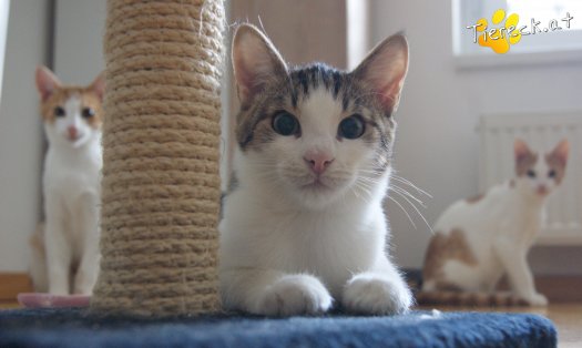 Katze Tobi (Foto by Tiereck.at - Lavanttaler Tierhilfe)