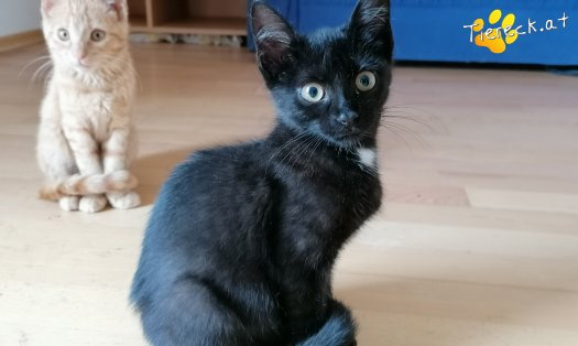 Katze Gizmo (Foto by Tiereck.at - Lavanttaler Tierhilfe)