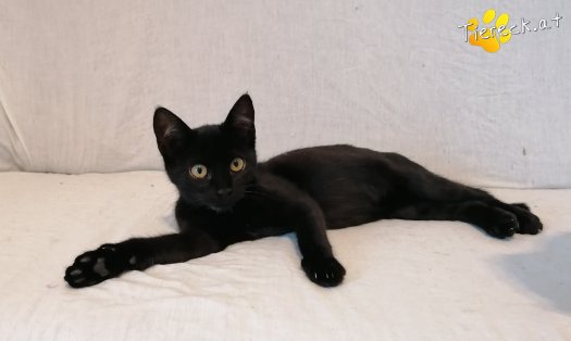 Katze Gizmo (Foto by Tiereck.at - Lavanttaler Tierhilfe)
