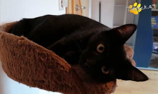 Katze Gizmo (Foto by Tiereck.at - Lavanttaler Tierhilfe)