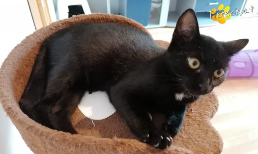 Katze Gizmo (Foto by Tiereck.at - Lavanttaler Tierhilfe)