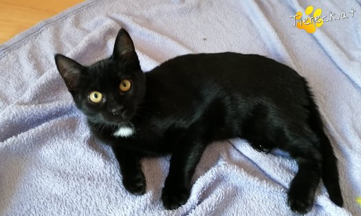Katze Gizmo (Foto by Tiereck.at - Lavanttaler Tierhilfe)