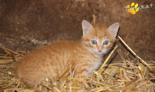 Katze Stevie (Foto by Tiereck.at - Lavanttaler Tierhilfe)