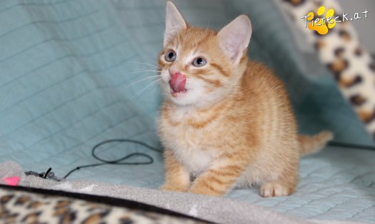 Katze Stevie (Foto by Tiereck.at - Lavanttaler Tierhilfe)