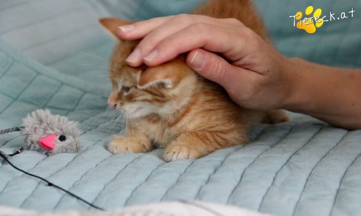 Katze Stevie (Foto by Tiereck.at - Lavanttaler Tierhilfe)