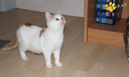 Katze Pumuckl (Foto by Tiereck.at - Lavanttaler Tierhilfe)