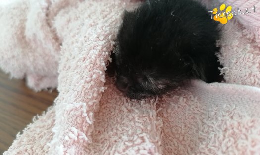 Katze Baby Blacky
