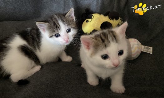 Katze Kohlrabi (Foto by Tiereck.at - Lavanttaler Tierhilfe)