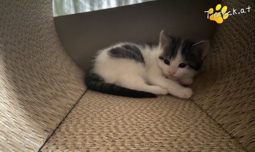 Katze Kohlrabi (Foto by Tiereck.at - Lavanttaler Tierhilfe)