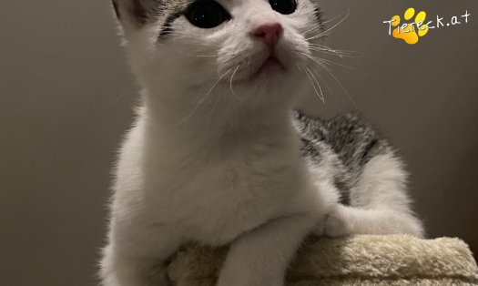 Katze Kohlrabi (Foto by Tiereck.at - Lavanttaler Tierhilfe)