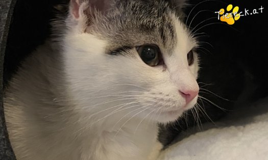 Katze Kohlrabi (Foto by Tiereck.at - Lavanttaler Tierhilfe)