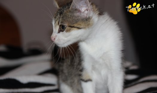 Katze Sweety (Foto by Tiereck.at - Lavanttaler Tierhilfe)