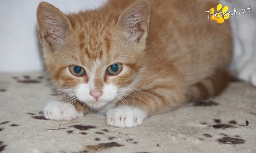 Katze Luigi (Foto by Tiereck.at - Lavanttaler Tierhilfe)