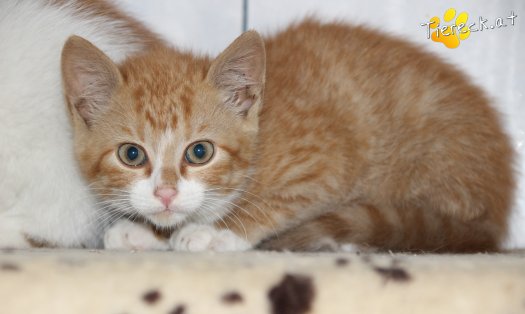 Katze Luigi (Foto by Tiereck.at - Lavanttaler Tierhilfe)